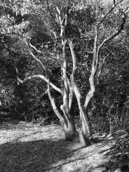 Bois des Moutiers (27) mars 2012